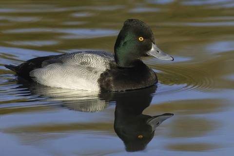 Lesser Scaup (Aythya affinis) male, Arizona, USA