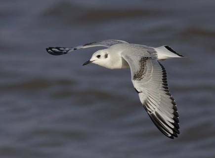 Bonaparte's Gull (Chroicocephalus philadelphia) flying, Ohio, USA