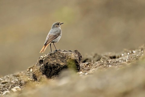 Black redstart (Phoenicurus ochruros), female standing on a mound, Canton Aargau, Switzerland