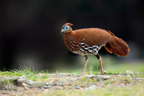 Crested Fireback (Lophura ignita rufa) female, Pahang, Malaysia