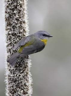 Eastern Yellow Robin (Eopsaltria australis), Victoria, Australia