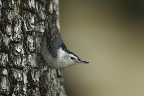 White-breasted Nuthatch (Sitta carolinensis) climbs down a tree, Arizona, USA