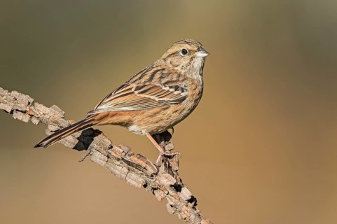 Rock Bunting (Emberiza cia) juvenile perched on a branch, Aosta Valley, Italy