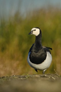 Barnacle Goose (Branta leucopsis), Schleswig-Holstein, Germany