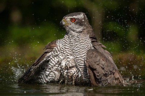 Northern Goshawk (Accipiter gentilis) bathing at a waterhole, Subotica, Serbia