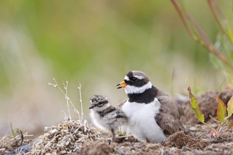 Common Ringed Plover (Charadrius hiaticula) with chick, Iceland