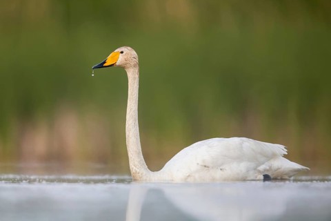 Whooper Swan (Cygnus cygnus), Poland