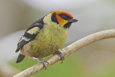 Flame-faced Tanager (Tangara parzudakii), Ecuador