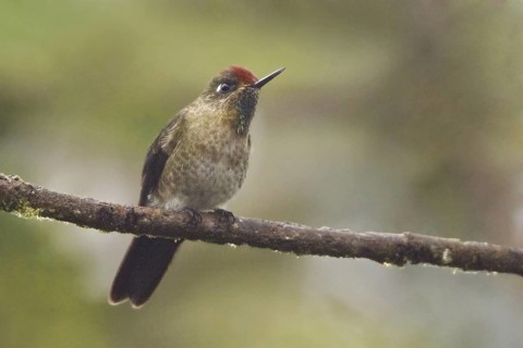 Rufous-capped Thornbill (Chalcostigma ruficeps), Ecuador