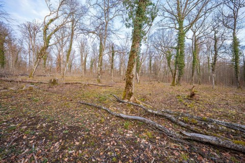 A quiet forest with bare trees under a blue sky, Waldweide compensation project of Hermann