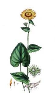 Doronicum pardalianches, Doronicum pardalianches, digital reproduction of a historical original,