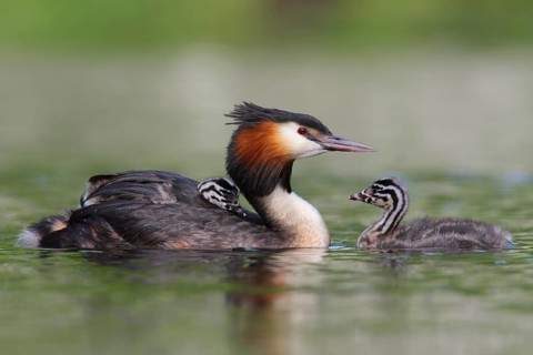 Great Crested Grebe (Podiceps cristatus) with chicks, North Rhine-Westphalia, Germany