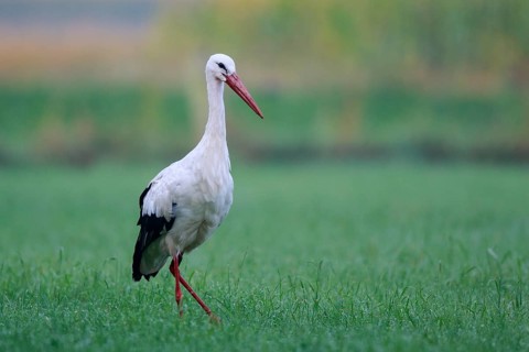 White Stork (Ciconia ciconia) foraging, North Rhine-Westphalia, Germany