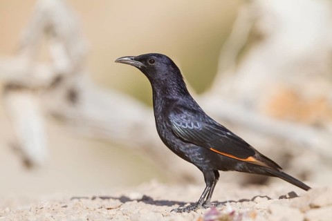 Tristram's Starling - Tristramstar - Onychognathus tristramii, Oman, male adult