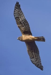 Northern Harrier (Circus hudsonius) female flying, New Jersey, USA