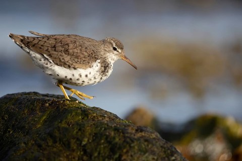 Spotted Sandpiper (Actitis macularius) foraging, Schleswig-Holstein, Germany