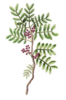 Pistacia lentiscus, mastic shrub, also known as wild pistachio and common mastic shrub, digital