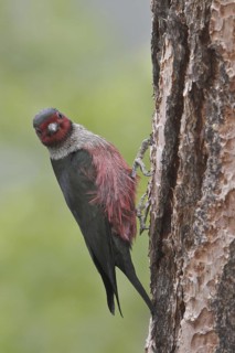 Lewis's Woodpecker (Melanerpes lewis), British Columbia, Canada