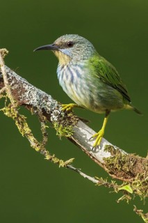 Shining Honeycreeper (Cyanerpes lucidus) perched on a branch in Costa Rica