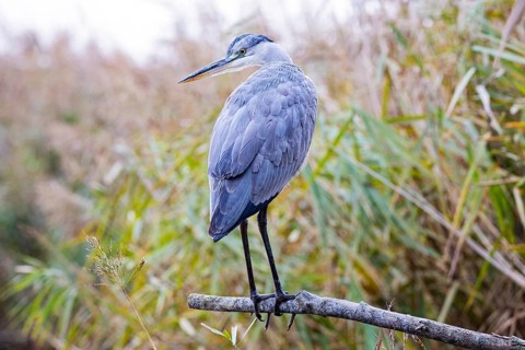 Grey heron (Ardea cinerea) Germany