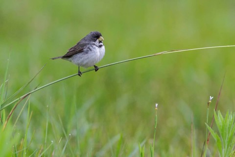 Double-collared Seedeater (Sporophila caerulescens) perched on a branch in the Atlantic rainforest
