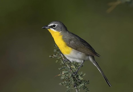Yellow-breasted Chat (Icteria virens), Arizona, USA