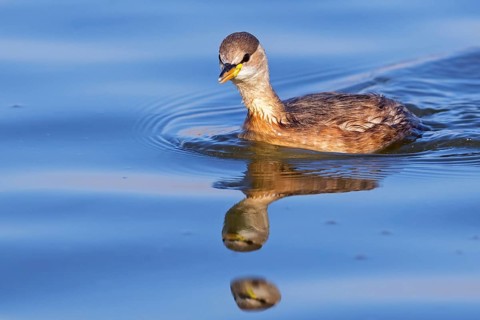 Little grebe, (Tachybaptus ruficollis), (Podiceps ruficollis) Israel