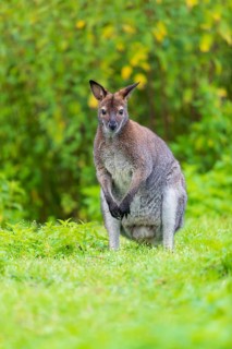 Red-necked wallaby or Bennett's wallaby (Macropus rufogriseus) sits on a green meadow with dense