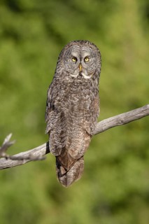 Great Grey Owl (Strix nebulosa) perched on a branch, British Columbia, Canada