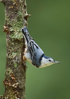 White-breasted Nuthatch (Sitta carolinensis) climbs down a tree, Maine, USA