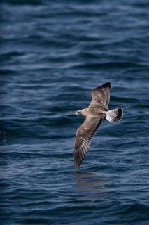 European Herring Gull (Larus argentatus) juvenile flying, Baltic Sea, Germany