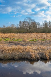 View of the vegetation at the edge of the Fangegraben at the Steinhuder Meer, ditch, trees,