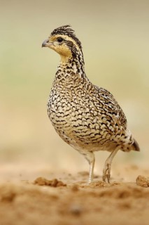 Northern Bobwhite (Colinus virginianus) female, Texas, USA