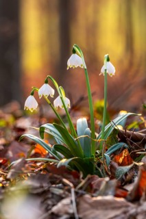 Close-up of blooming spring knotflowers (Leucojum vernum), also known as marzenbecher, in the warm