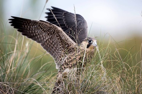 Peregrine Falcon (Falco peregrinus) juvenile, Madrid, Spain
