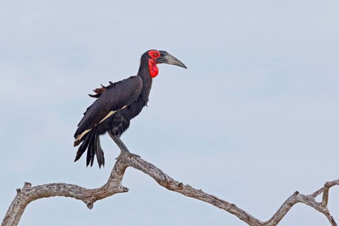 Southern Ground Hornbill, Bucorvus leadbeateri, Botswana, Chobe NP
