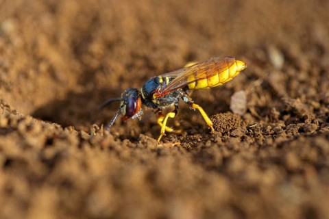 Beewolf, (Philanthus triangulum), wasp, digger wasp, Kaiserstuhl, Baden-Württemberg, Germany