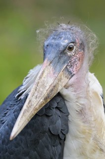 Marabu (Leptoptilos crumeniferus), Marabou Stork, Portrait, Oktober, Heimat: Sued- und Ostafrika,