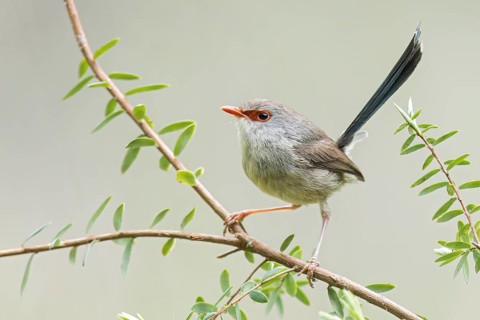 Purple-backed Fairywren (Malurus assimilis) perched on a branch in eastern Australia