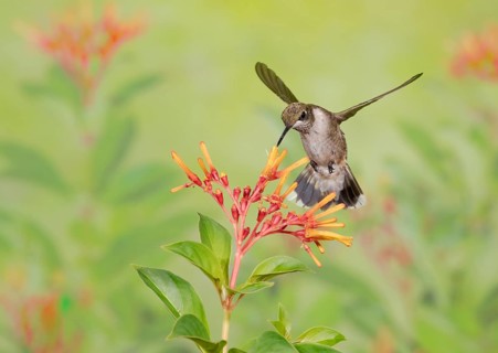 Ruby-throated Hummingbird (Archilochus colubris) female flying while feeding on flower nectar,