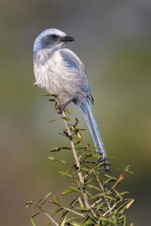 Florida Scrub Jay (Aphelocoma coerulescens), Florida, USA