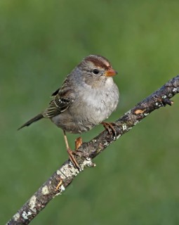 White-crowned Sparrow (Zonotrichia leucophrys) juvenile, Saskatchewan, Canada
