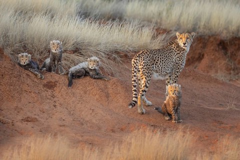 Cheetah (Acinonyx jubatus) mother with 4 cute cubs, Philippolis, South Africa
