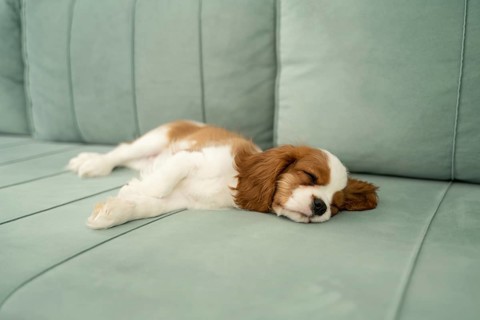 A small puppy peacefully sleeps on a soft, green couch at home. The cozy setting reflects warmth,