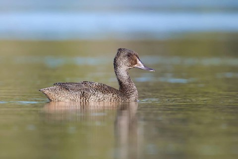 Freckled Duck (Stictonetta naevosa) male, Victoria, Australia