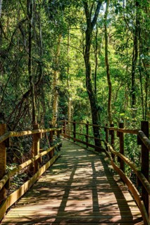 Wooden bridge crossing the rainforest on the island of Ilhabela, Ilhabela, Sao Paulo, Brazil