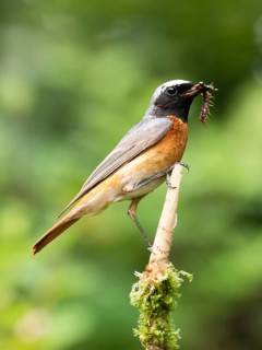 Common redstart (Phoenicurus phoenicurus), male with food in his beak on the perch, North