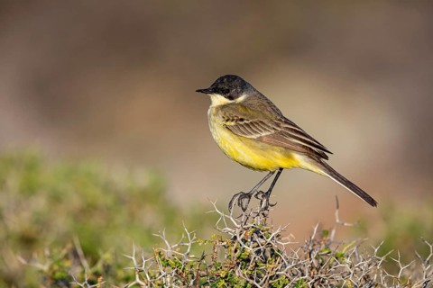 Maskenschaftstelze, Black-headed Yellow Wagtail, Black-headed Wagtail, Motacilla flava feldegg,