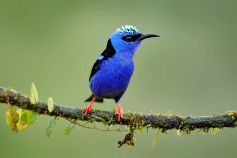 Red-legged Honeycreeper, Cyanerpes cyaneus, exotic tropical blue bird with red legs from Costa Rica