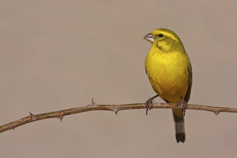 Yellow Canary (Crithagra flaviventris) male, Northern Cape, South Africa